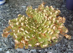Unechte Rose von Jericho (Selaginella lepidophylla)