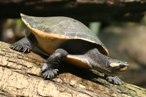 Rotbauch-Spitzkopfschildkröte (Emydura subglobosa)