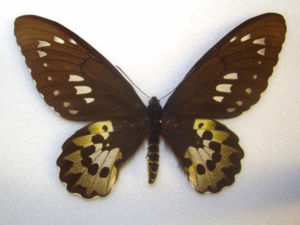 Ornithoptera rothschildi, Weibchen