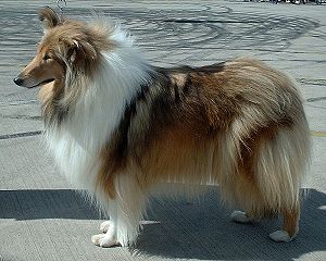 Der Langhaarcollie ist eine bekannte Hunderasse.