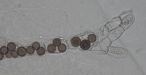 Rozella allomycis befällt einen Töpfchenpilz aus der Gattung Allomyces