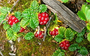 Rubus geoides.jpg