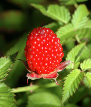 Erdbeer-Himbeere (Rubus illecebrosus)