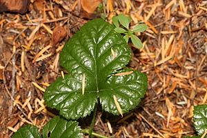 Rubus nivalis, Laubblatt