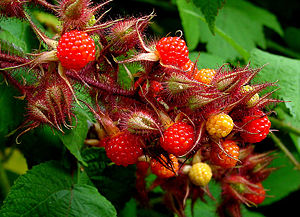 Japanische Weinbeere (Rubus phoenicolasius)