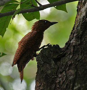 Rufous Woodpecker (Celeus brachyurus) in Kolkata I IMG 0371.jpg