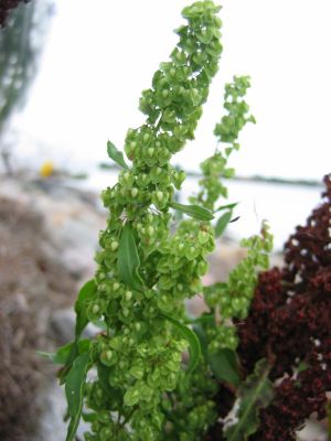 Krauser Ampfer (Rumex crispus)