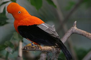 Andenklippenvogel (Rupicola peruviana), Männchen