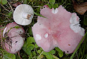 Der Verblassende Täubling (Russula exalbicans) ist die Typart der Untersektion Exalbicantinae