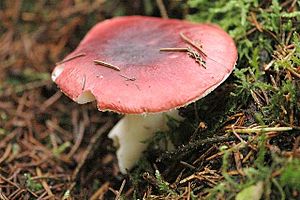 Russula.badia.-.lindsey.jpg