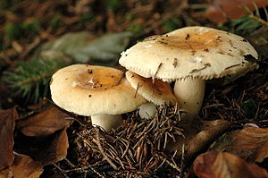 Der Gallen-Täubling (Russula fellae) ist die Typart der Untersektion Felleinae