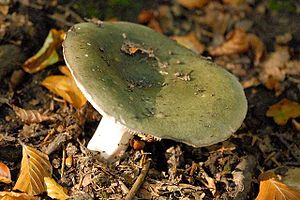 Der Grüne Speisetäubling (Russula heterophylla) ist die Typart der Untersektion Heterophyllinae