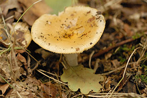 Der Blassgelbe Täubling (Russula raoultii) ist die Typart der Untersektion.