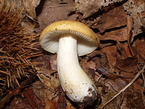 Der Zitronen-Täubling (Russula ochroleuca)