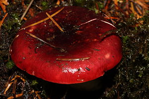 Der Rote Heringstäubling (Russula xerampelina) ist die Typart der Untersektion Viridantinae  