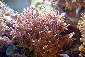 Seriatopora hystrix in einem Aquarium