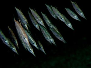 Gewöhnlicher Schnepfenfisch (Macroramphosus scolopax)
