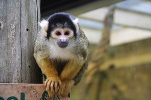 Saimiri boliviensis - Dierenpark Emmen 1.JPG