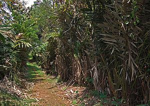 Plantage der Salakpalme (Salacca zalacca) auf Java