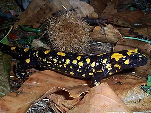 Korsischer Feuersalamander (Salamandra corsica)