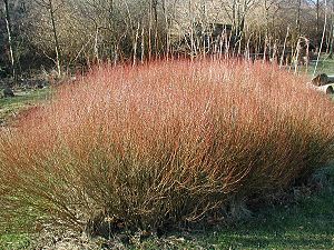 Purpur-Weide (Salix purpurea), Habitus im Winter.