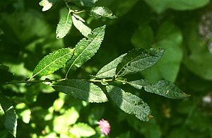 Großblättrige Weide (Salix appendiculata)