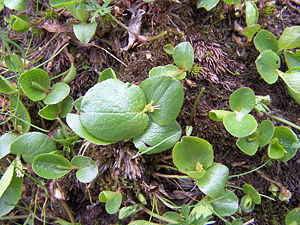 Krautweide (Salix herbacea)