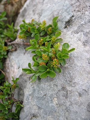 Stumpfblättrige Weide (Salix retusa)