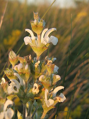 Salvia aethiopis.JPG