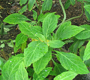 Azteken-Salbei (Salvia divinorum)