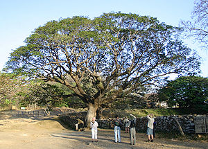 Regenbaum (Samanea saman)