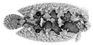 Samariscus corallinus