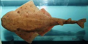 Rochenähnliche Haie wie der Atlantische Engelhai (Squatina dumeril) führten zu der Annahme, das Rochen nur eine Untergruppe der squalomorphen Haie sind.