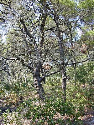 Sand-Kiefer (Pinus clausa)