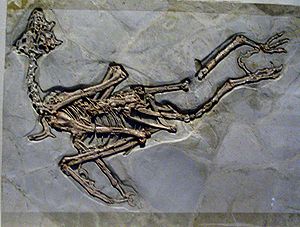 Fossil von Sapeornis chaoyangensis im Hong Kong Science Museum