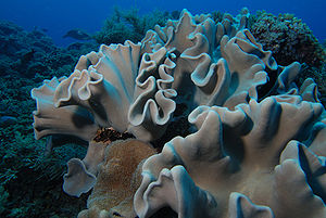 Mehrere Kolonien der Troglederkoralle mit eingezogenen Polypen
