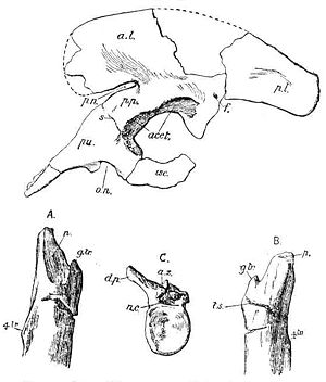 Becken, Teile des Oberschenkelknochens und ein Rückenwirbel aus der Originalbeschreibung von Sarcosaurus woodi