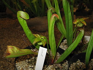 Kleine Schlauchpflanze (Sarracenia minor)