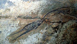 Fossil von Saurichthys