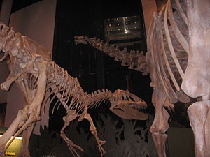 Skelettrekonstruktion von Saurophaganax (links) und Apatosaurus (rechts).