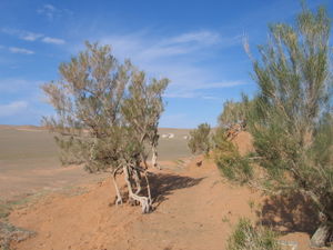 Saxaulbaum, Mongolei (Haloxylon ammodendron)