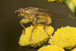 Gelbe Dungfliege (Scathophaga stercoraria)