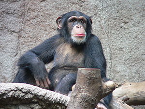Schimpanse zoo-leipig.jpg