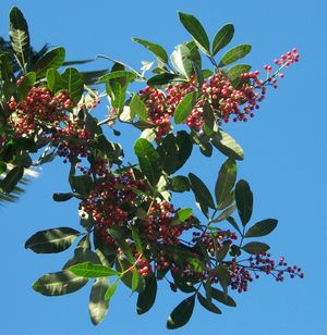 Brasilianischer Pfefferbaum (S. terebinthifolius)