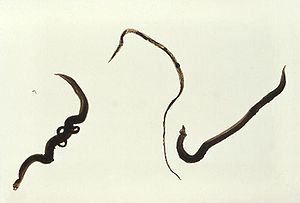 Schistosoma mansonirechts das Männchen, in der Mitte das Weibchen, links ein Paar