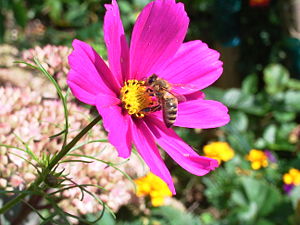 Blütenstand einer Sorte von Cosmos bipinnatus mit Biene