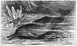 Gangesdelfin