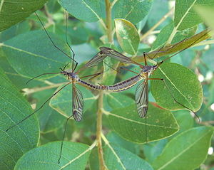 Schnaken (Gattung Tipula)