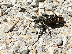 Schneiderbock ♀ (Monochamus sartor)