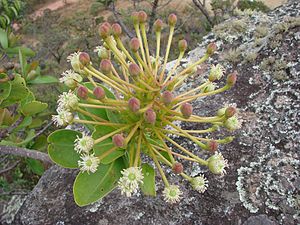 Schwartzia adamantium, Blütenstand